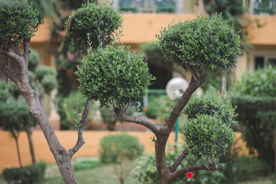 Création de jardin et aménagement paysager